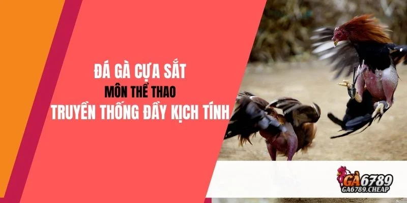 Đá Gà Cựa Sắt: Môn Thể Thao Truyền Thống Đầy Kịch Tính & Hấp Dẫn